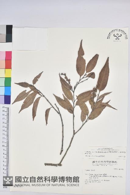 長尾栲、長尾柯、長尾尖葉櫧藏品圖，第1張