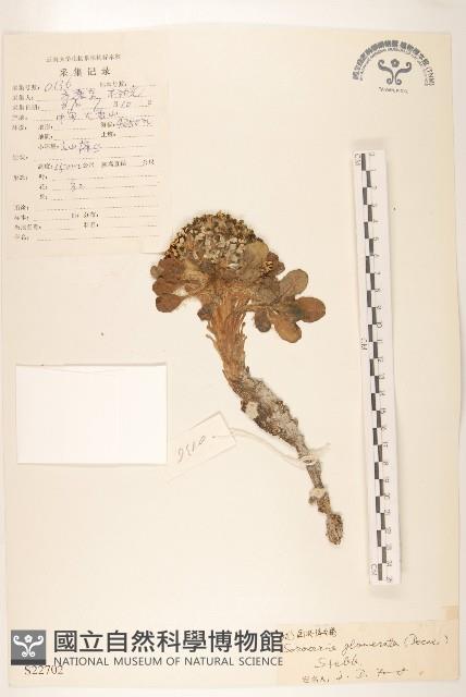 登錄號:S022702藏品圖，第1張