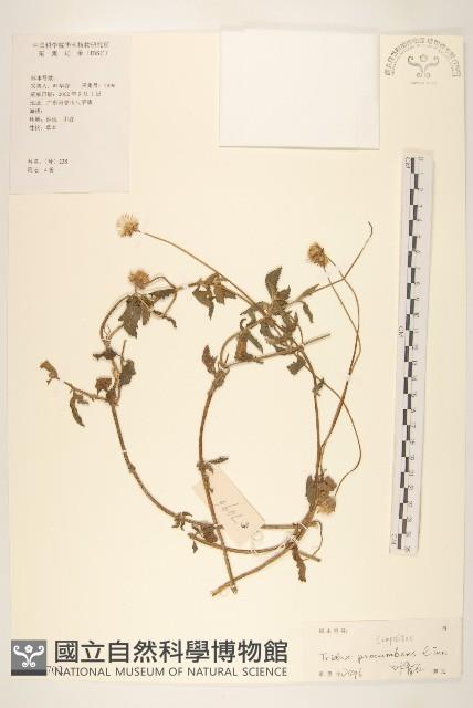 長柄菊藏品圖，第1張