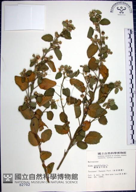 圓葉金午時花藏品圖，第1張