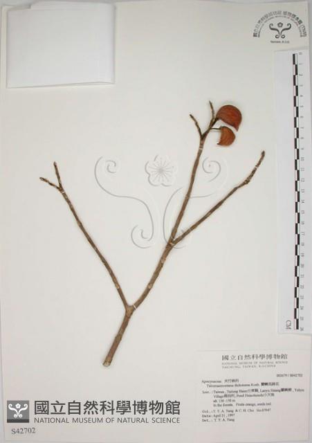 蘭嶼馬蹄花藏品圖，第1張