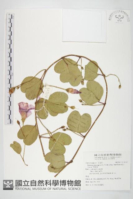 馬鞍藤藏品圖，第1張