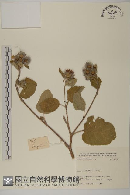 登錄號:S025702藏品圖，第1張