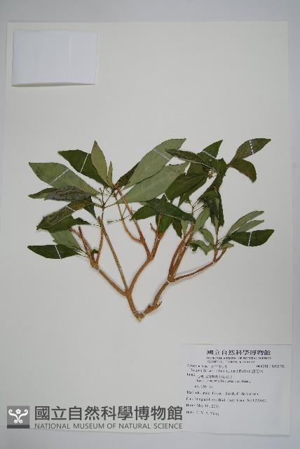 蘿芙木藏品圖，第1張