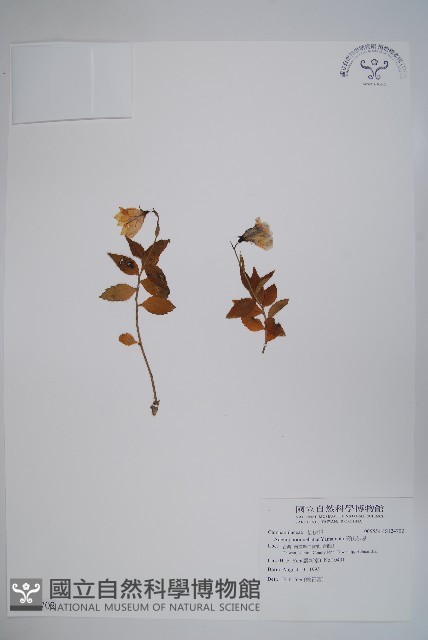 高山沙參藏品圖，第1張