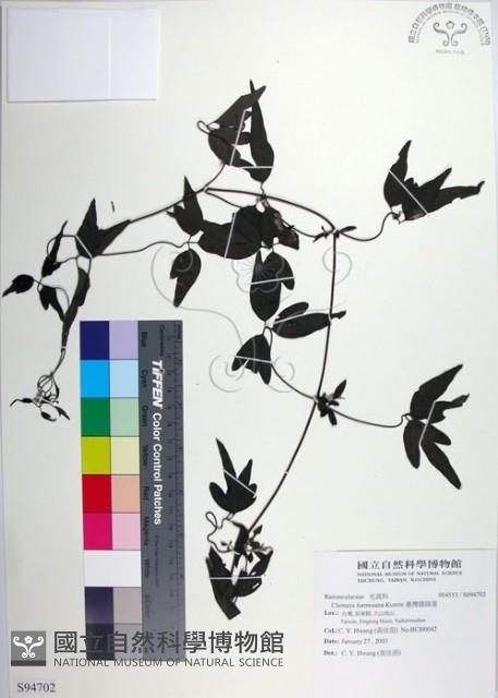 臺灣鐵線蓮藏品圖，第1張