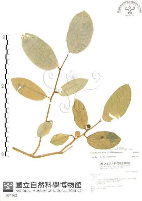 山豬枷藏品圖，第1張