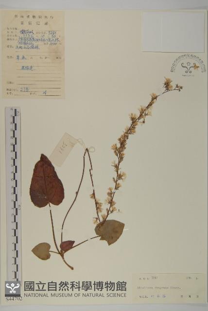 香鬼督郵藏品圖，第1張