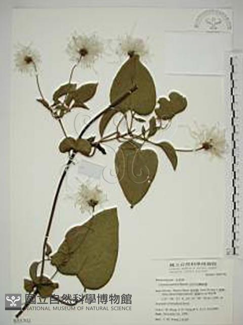 田代氏鐵線蓮藏品圖，第1張