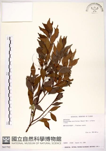 十子木、加入舅藏品圖，第1張