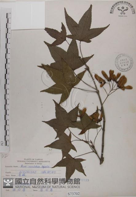 青楓藏品圖，第1張