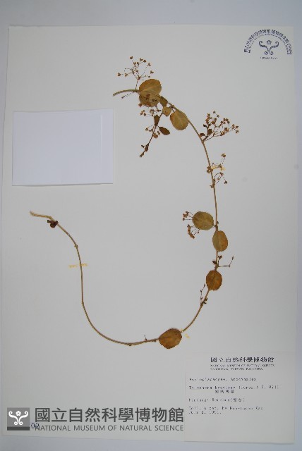 短柄鷗蔓藏品圖，第1張