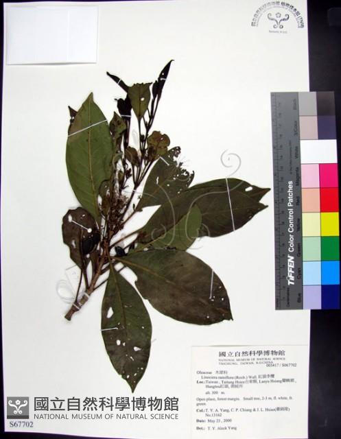 紅頭李欖, 蘭嶼李欖藏品圖，第1張