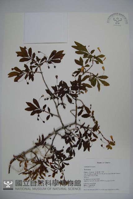 登錄號:S087702藏品圖，第1張