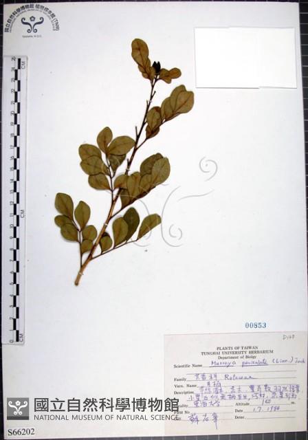 月橘藏品圖，第1張