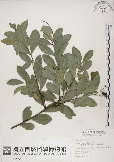 魯花樹藏品圖，第1張