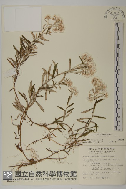 玉山抱莖籟簫藏品圖，第1張