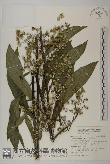 走馬胎藏品圖，第1張