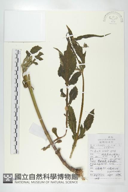 川續斷藏品圖，第1張