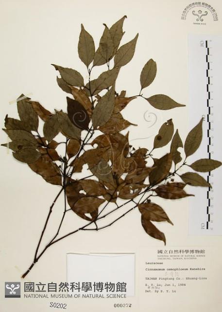 土肉桂藏品圖，第1張