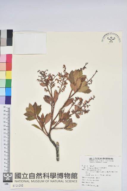 臺灣馬醉木藏品圖，第1張