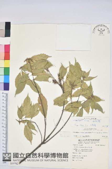 油葉石櫟藏品圖，第1張