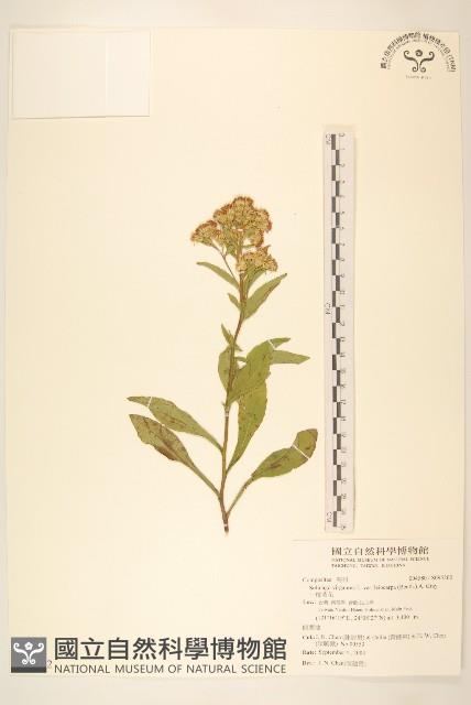 一枝黃花藏品圖，第1張