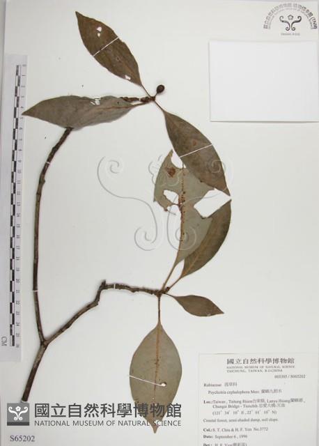 蘭嶼九節木藏品圖，第1張