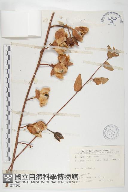 盒果藤藏品圖，第1張