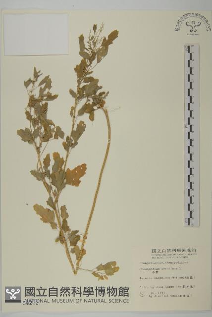 小葉藜藏品圖，第1張