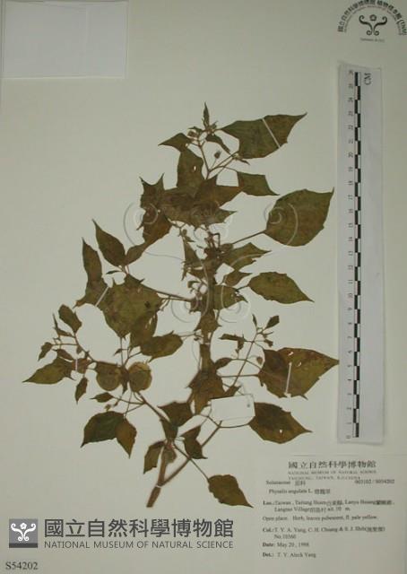 燈籠草藏品圖，第1張