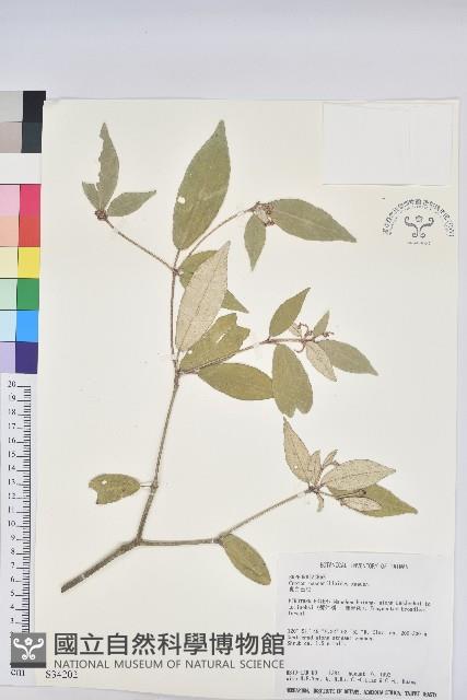 裡白巴豆藏品圖，第1張