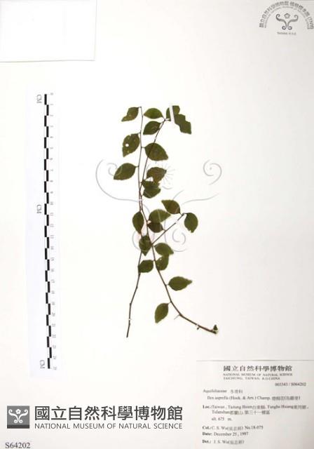 燈稱花、烏雞骨藏品圖，第1張