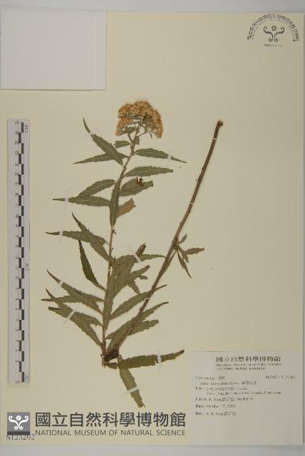 臺灣馬蘭藏品圖，第1張