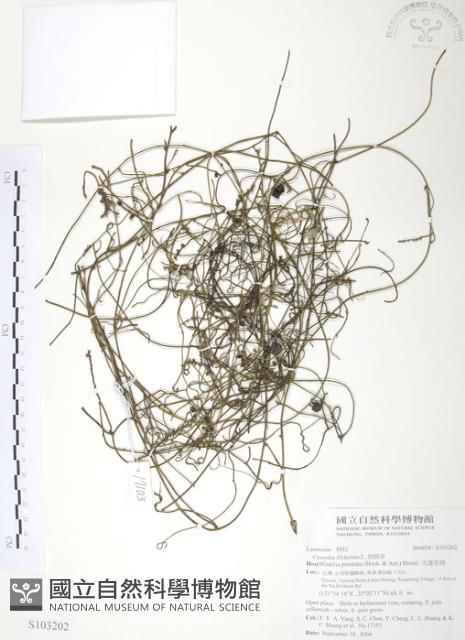 無根草藏品圖，第1張