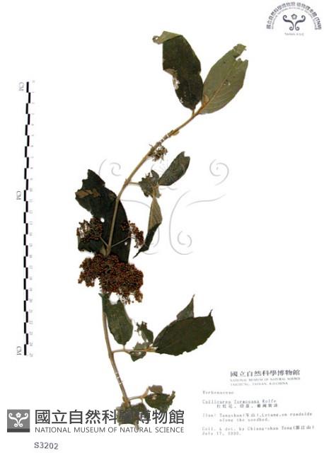 杜虹花，台灣紫珠藏品圖，第1張