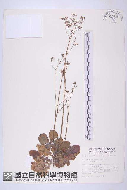 黃鵪菜藏品圖，第1張