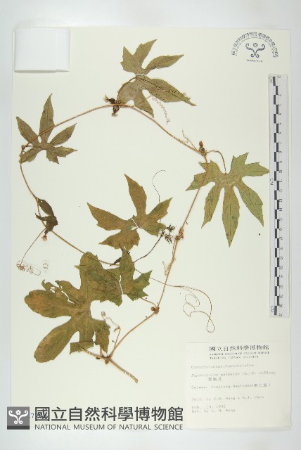 雙輪瓜藏品圖，第1張