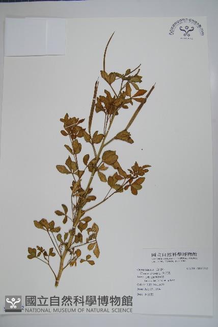 向天黃藏品圖，第1張