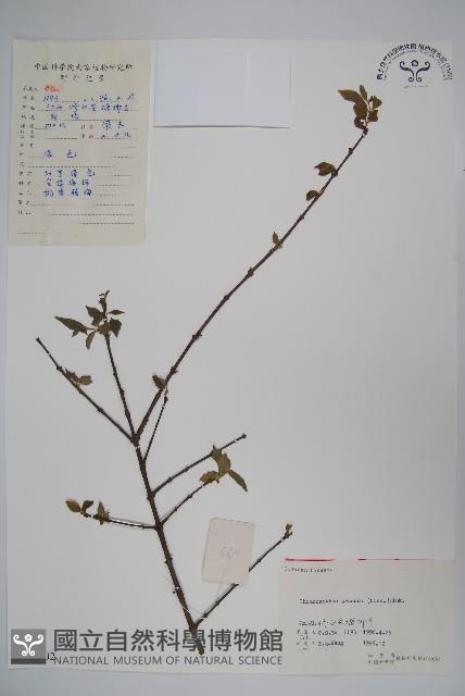 臘梅藏品圖，第1張