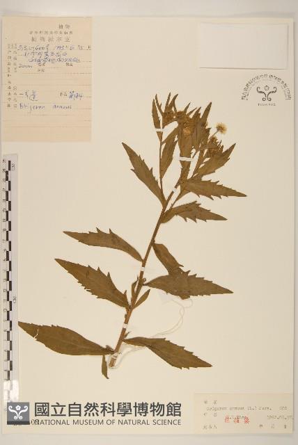 白頂飛蓬藏品圖，第1張