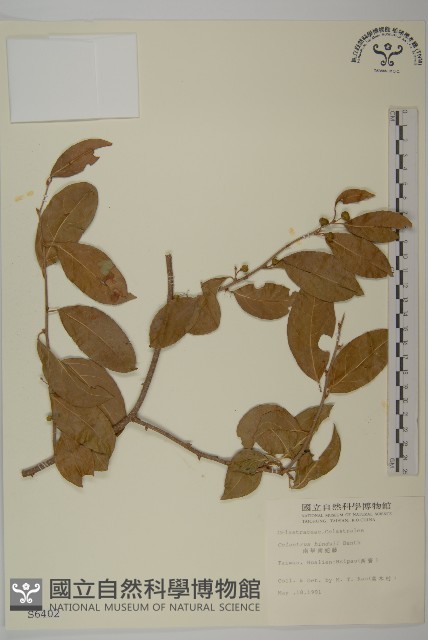 南華南蛇藤，青江藤藏品圖，第1張