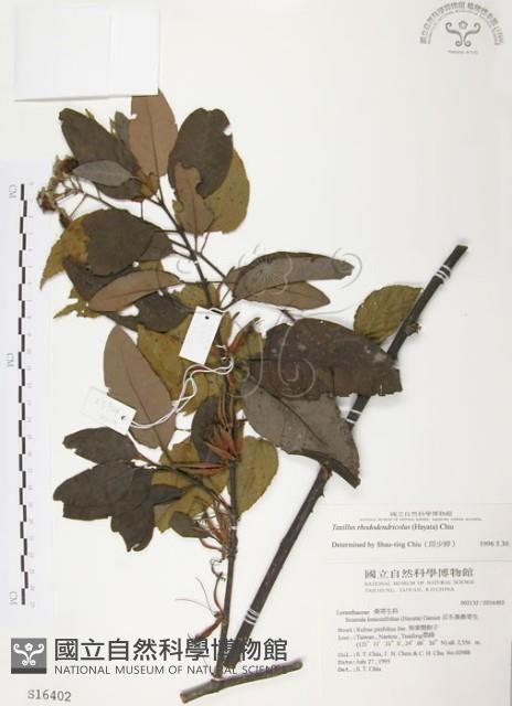 杜鵑桑寄生藏品圖，第1張