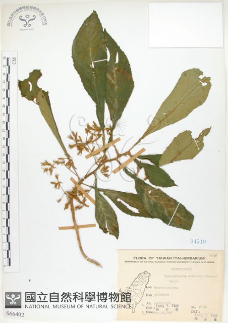 同蕊草、異色線柱苣苔藏品圖，第1張