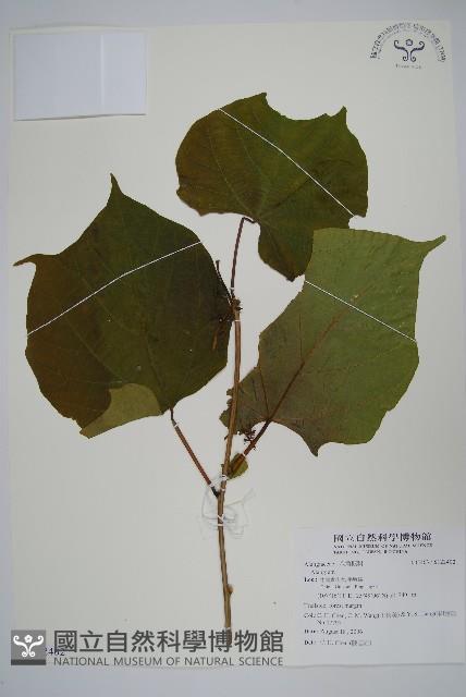 登錄號:S122402藏品圖，第1張