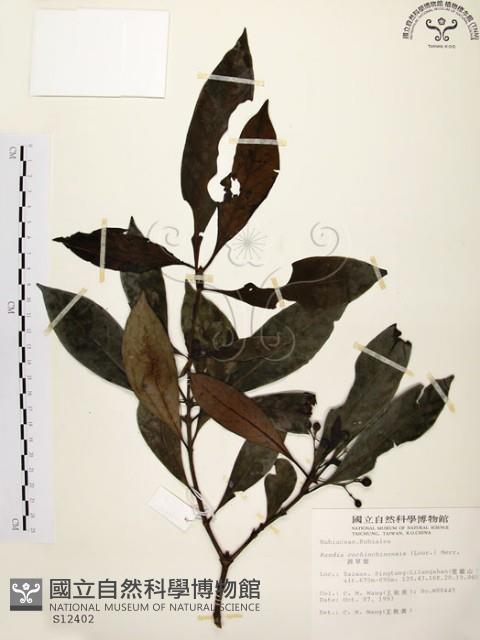 茜草樹藏品圖，第1張