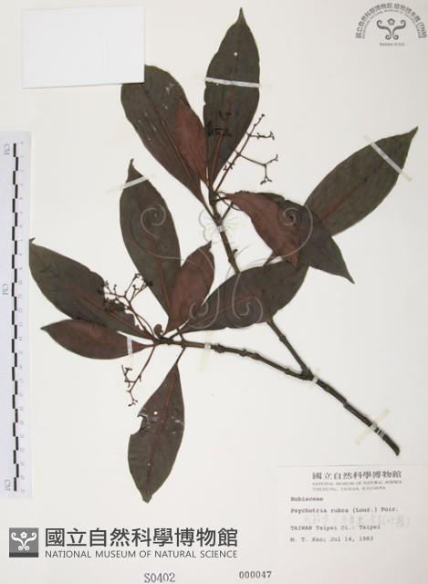 九節木、牛屎烏、青龍吐霧藏品圖，第1張