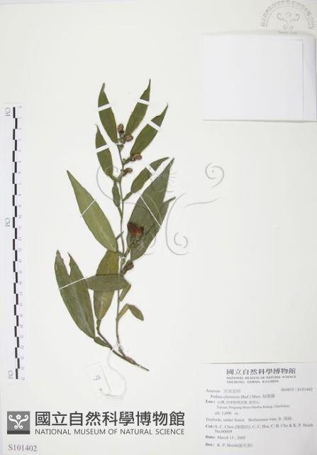 柚葉藤藏品圖，第1張