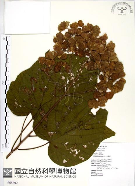 克蘭樹藏品圖，第1張