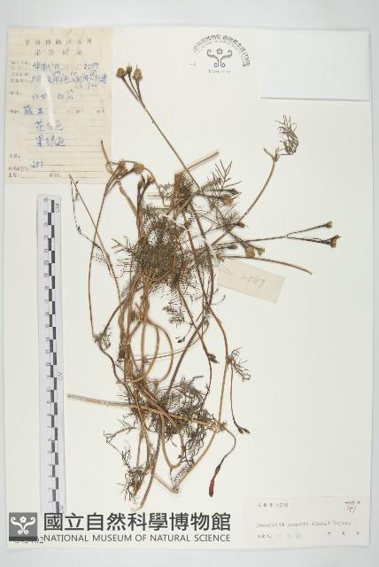 蔦蘿藏品圖，第1張